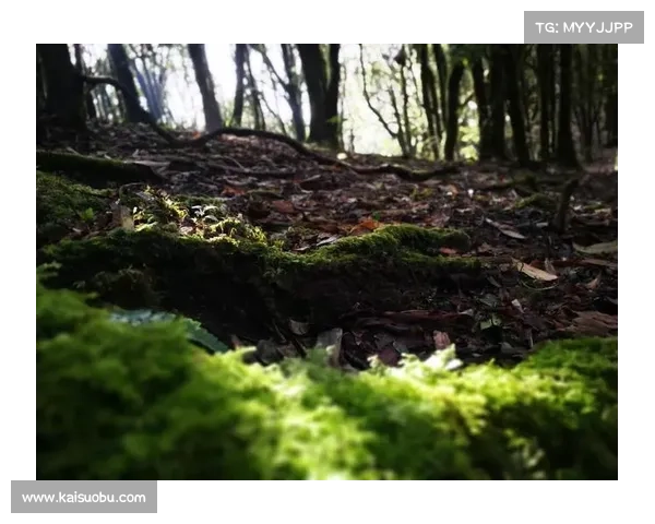 踏上神秘之旅探索神兽森林隐藏的古老传说与未知奥秘