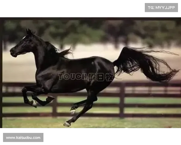 如何根据自身需求和技能选择最适合的马术赛马